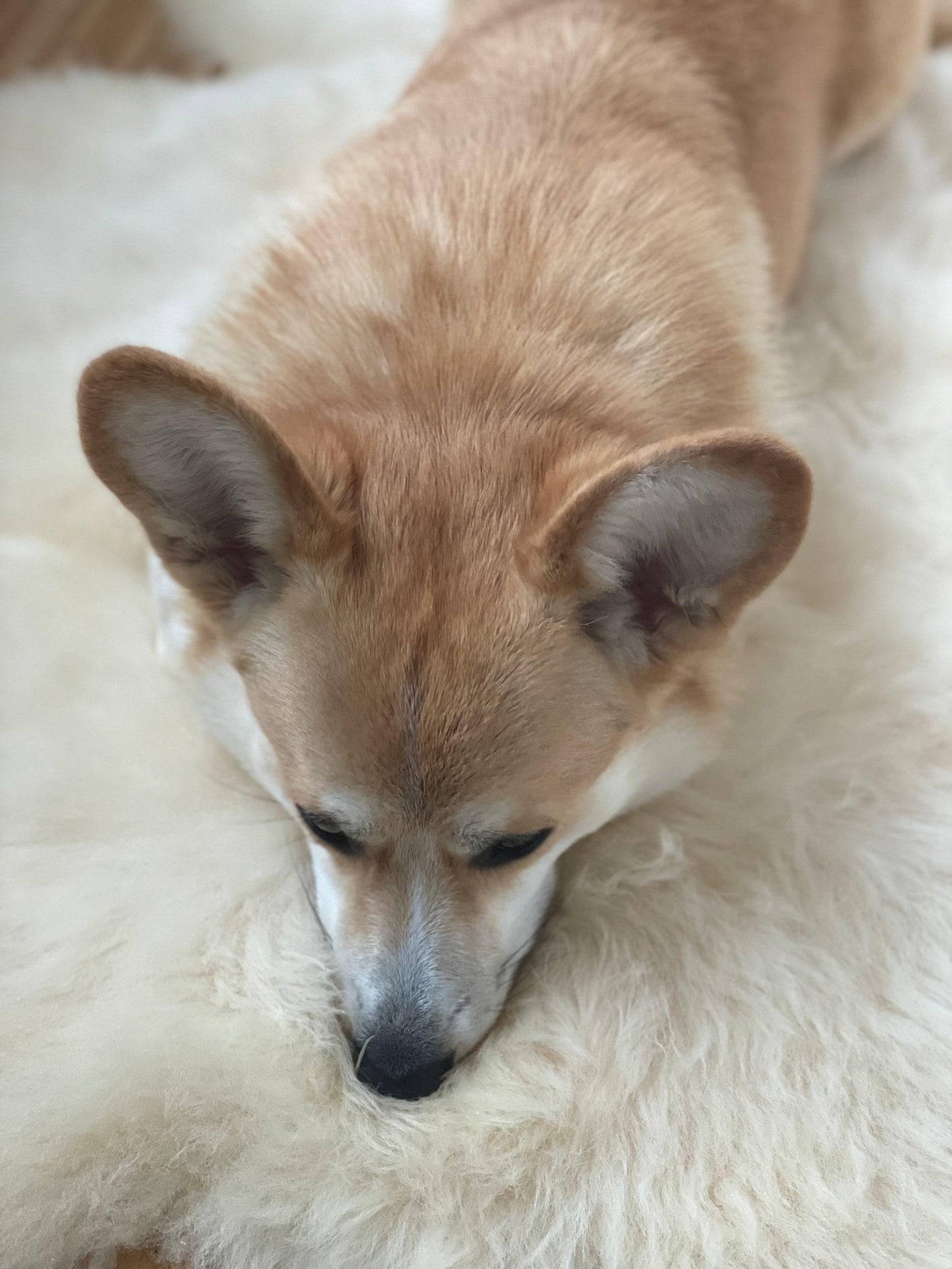Tapis en peau de mouton naturelle